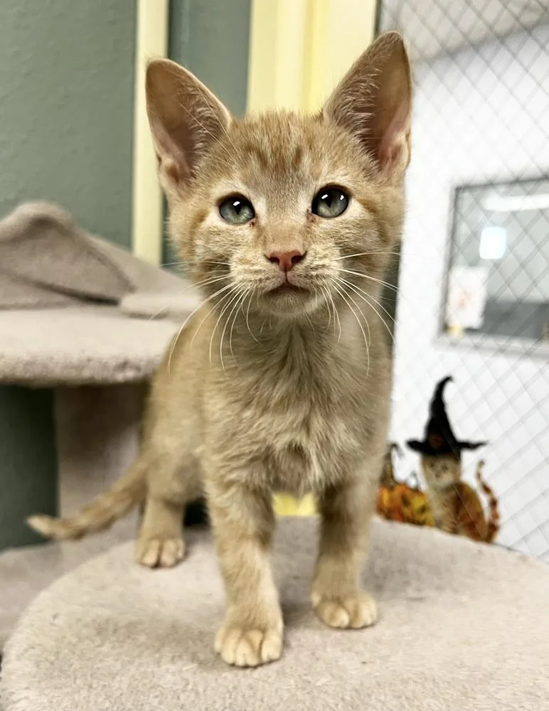 A baby small-sized female Domestic Short Hair cat named Magpie for adoption in Jamestown, CA