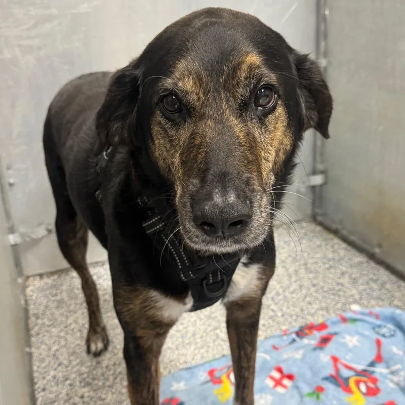 A senior medium-sized female Black Mixed Breed dog named Jenny for adoption in Greenville, SC