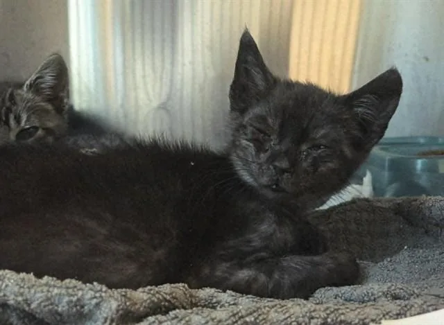 A baby small-sized female Domestic Short Hair cat named Lil Debbie for adoption in Martinez, CA