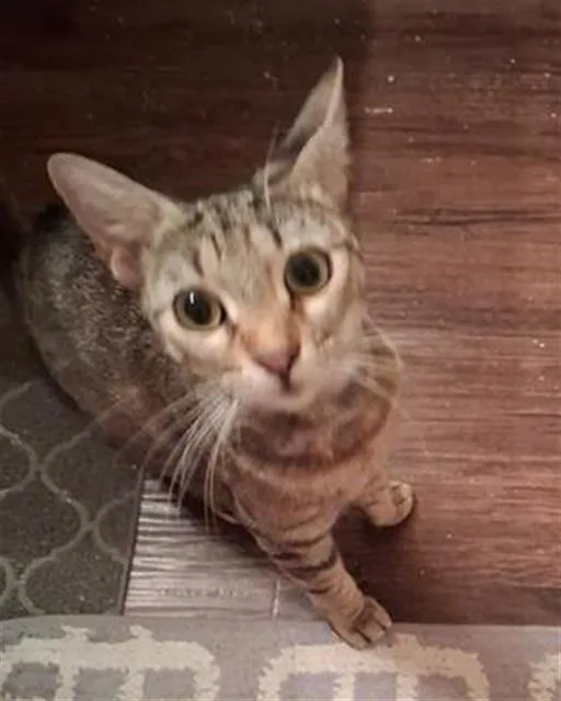 A young small-sized female Domestic Short Hair cat named Kirsten for adoption in San Antonio, TX