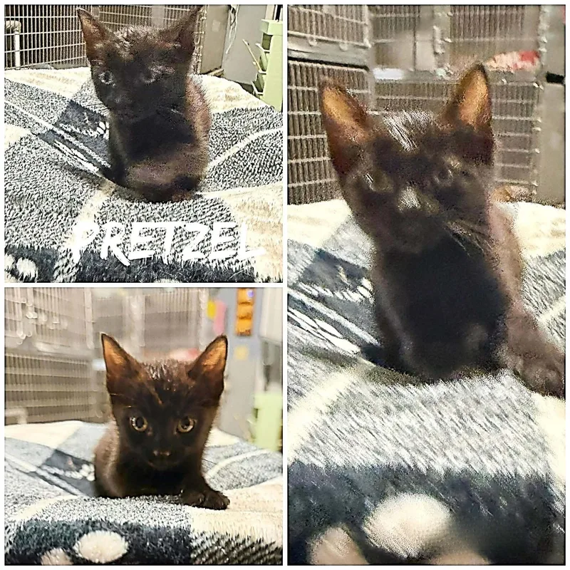 A baby small-sized female Black Domestic Short Hair cat named Pretzel for adoption in Saint James, MO