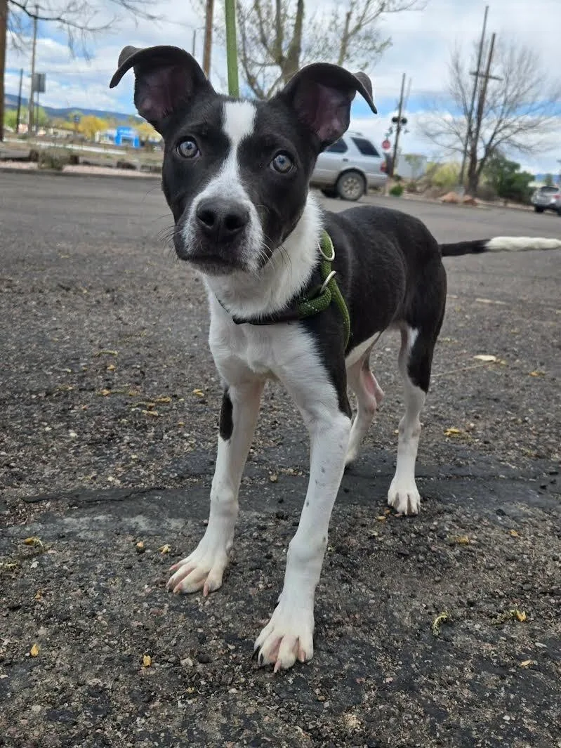 A young medium-sized male White / Cream Pit Bull Terrier dog named Petrie for adoption in Fort Collins, CO