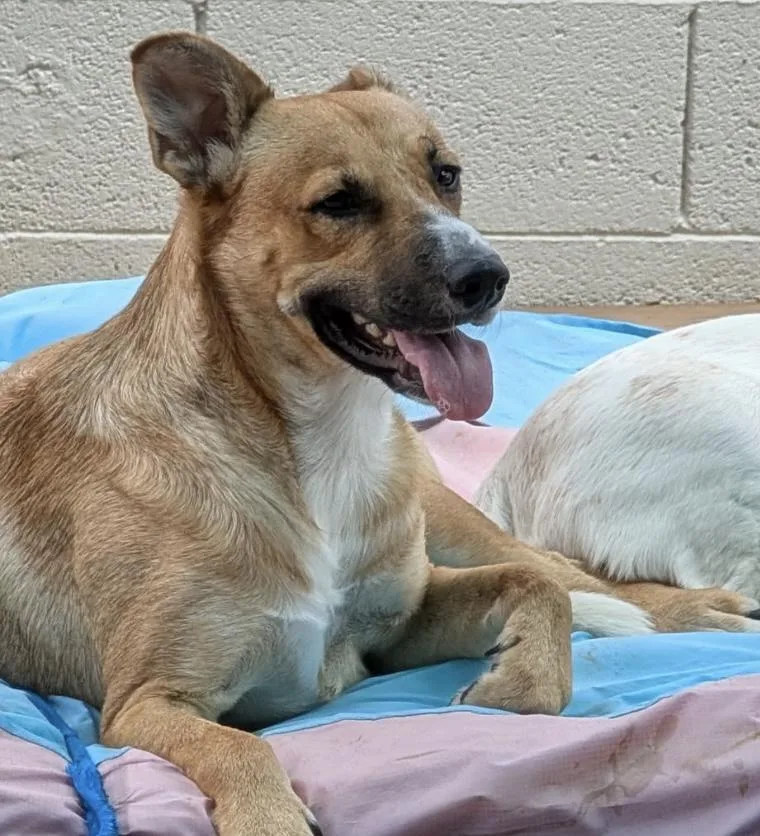 A young medium-sized male Yellow / Tan / Blond / Fawn German Shepherd Dog dog named Kai for adoption in Glendale, AZ