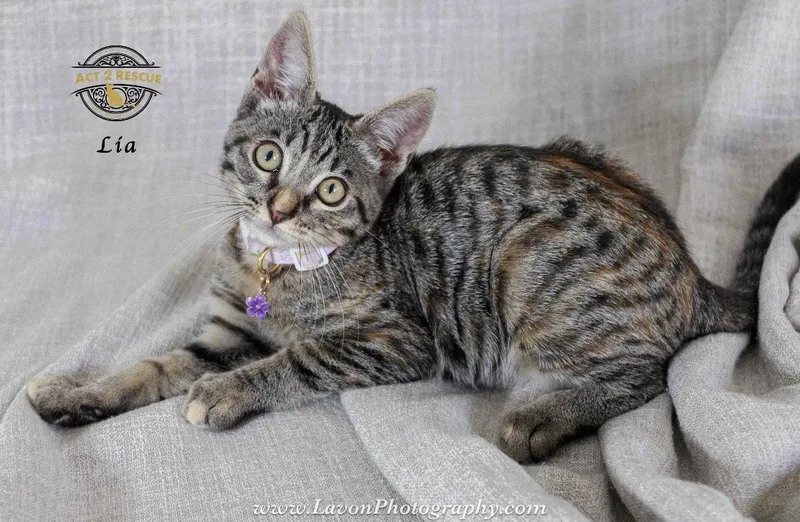 A young medium-sized female Torbie cat named Lia for adoption in Riverside, CA