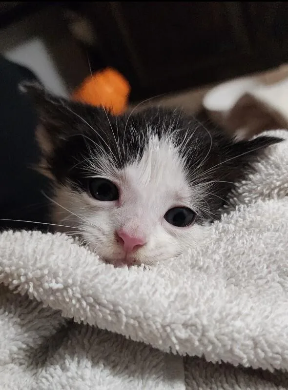 A young medium-sized female White Domestic Short Hair cat named Square for adoption in Grand Rapids, MI