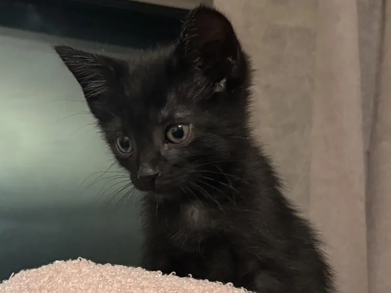 A baby medium-sized male Black Domestic Short Hair cat named Zipper for adoption in Clinton Township, MI