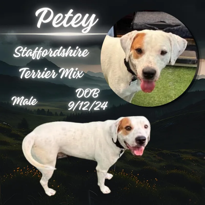 A young medium-sized male American Staffordshire Terrier dog named Petey for adoption in Caldwell, TX
