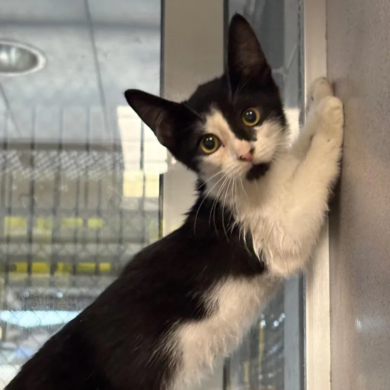 A baby small-sized female Black Domestic Short Hair cat named Flakes for adoption in San Antonio, TX