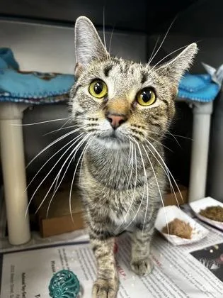 An adult small-sized female Domestic Short Hair cat named Mano for adoption in Madison, NJ