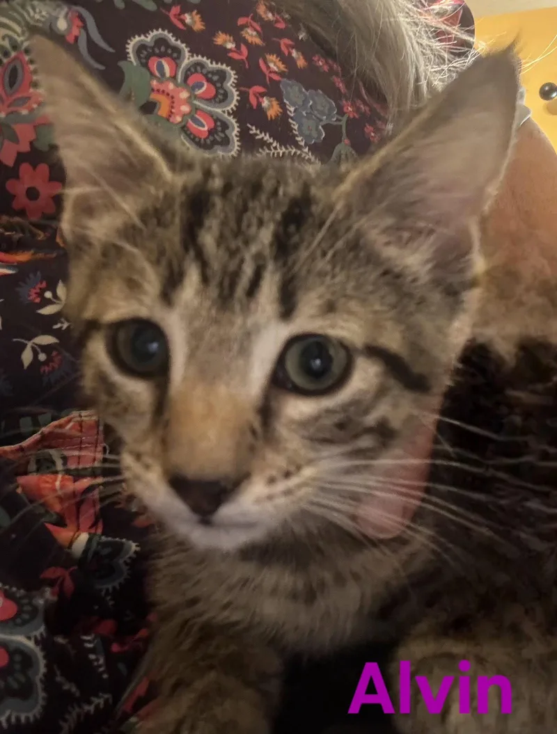 A young medium-sized male Domestic Short Hair cat named Alvin for adoption in Longwood, FL