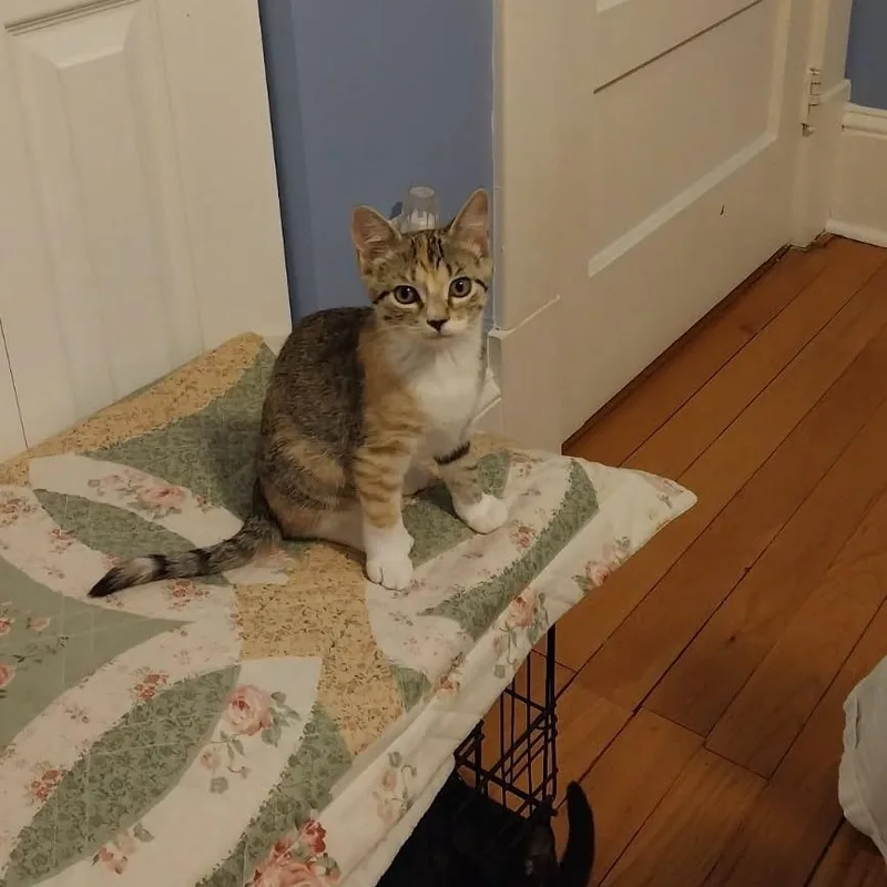 A baby small-sized female Calico Domestic Short Hair cat named Skittles for adoption in Rocky Mount, VA