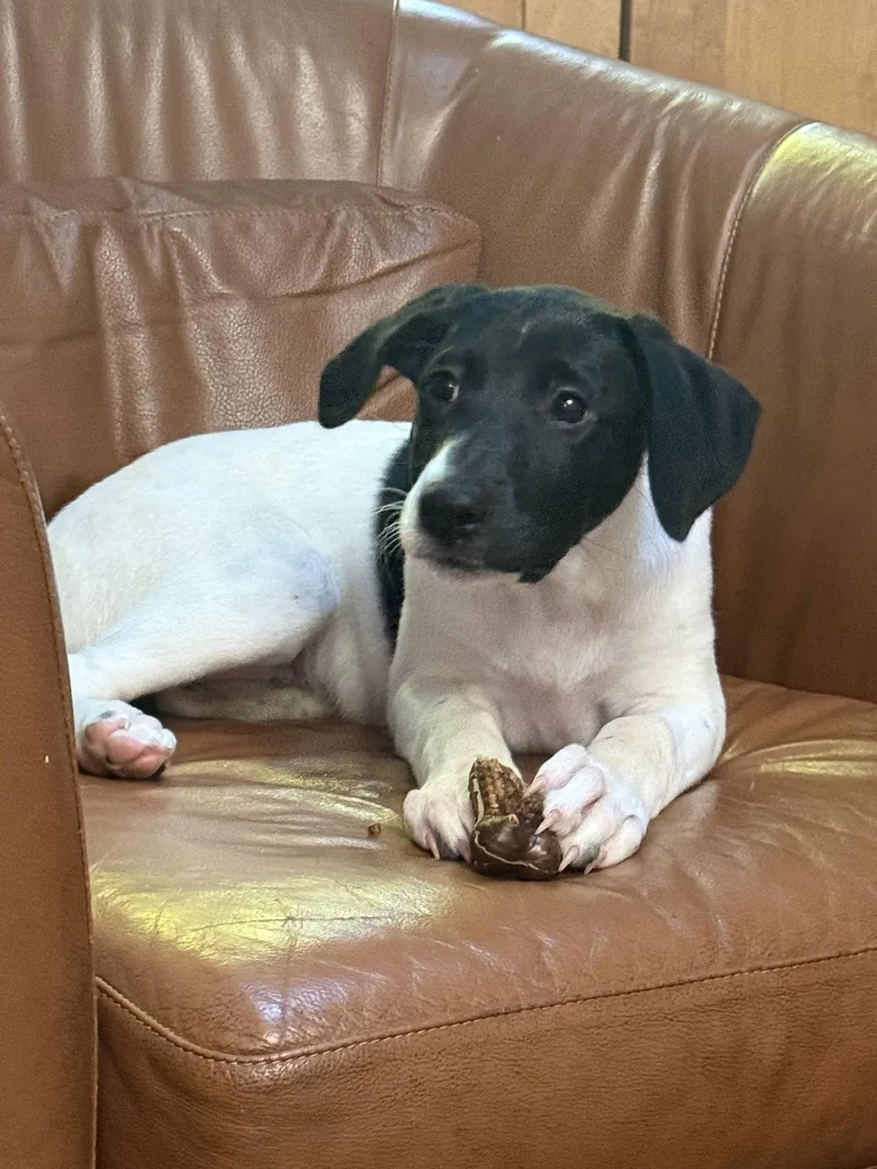 A baby medium-sized female German Shorthaired Pointer dog named Puppy Nellie for adoption in Cuyahoga Falls, OH