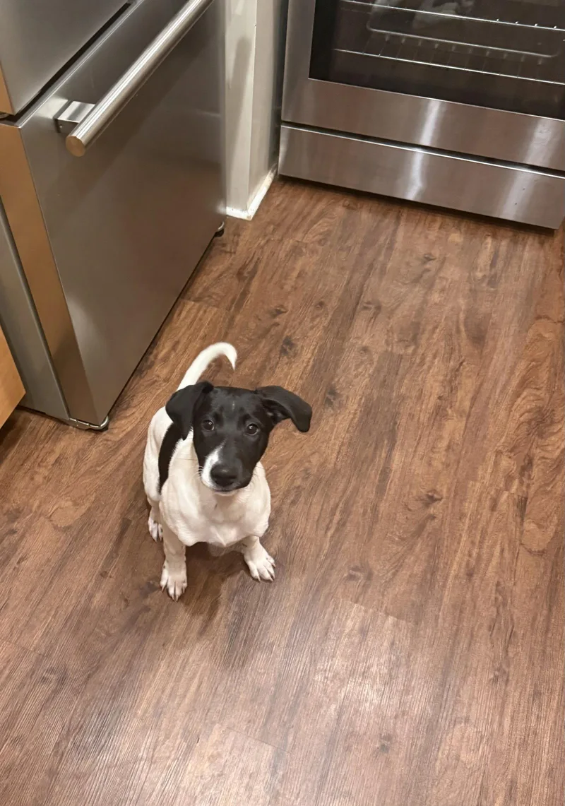 Puppy Nellie thumbnail 3