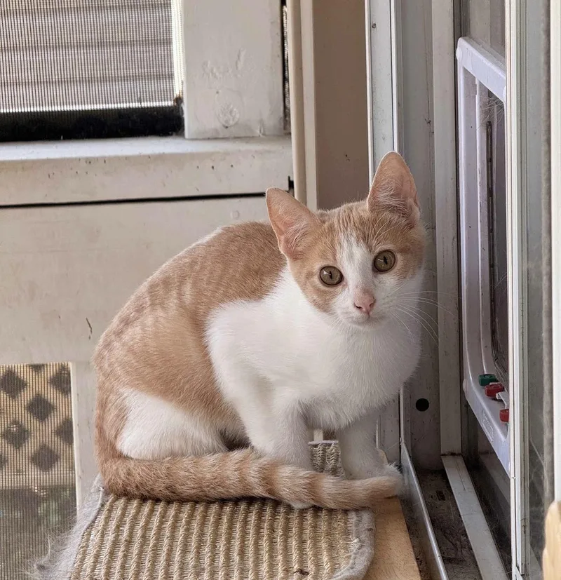 A baby small-sized female Buff & White Domestic Short Hair cat named Sesame for adoption in Hartville, OH