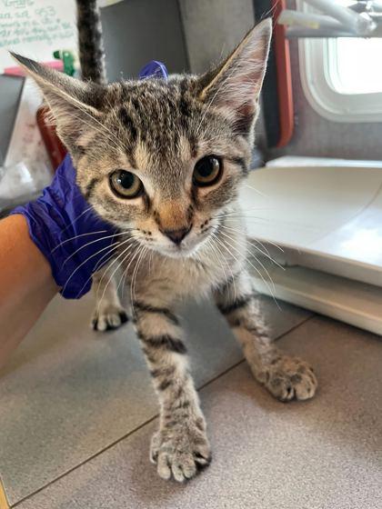 A baby small-sized female Domestic Short Hair cat named Gabby for adoption in Sevierville, TN