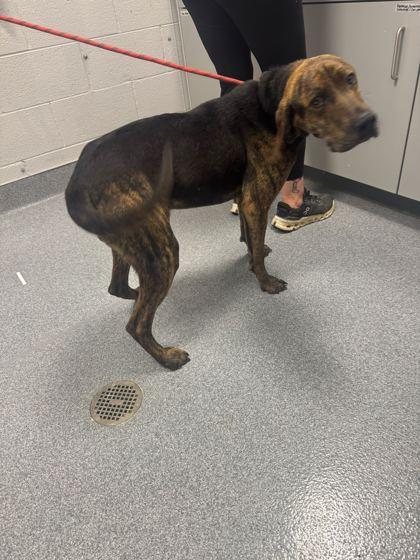 A young medium-sized male Mixed Breed dog named Creek for adoption in Sevierville, TN