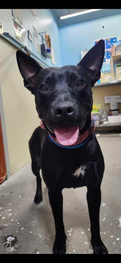 An adult large-sized female Mixed Breed dog named Joy for adoption in Sevierville, TN